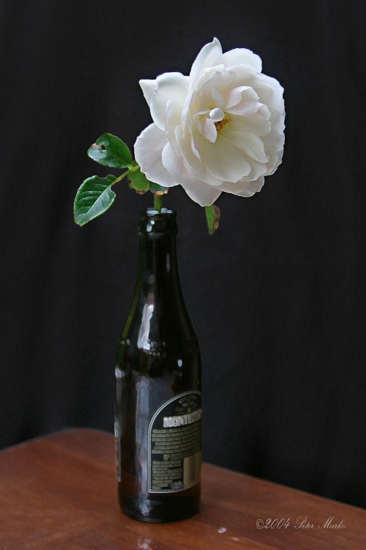 212_1271_2.jpg - White Rose